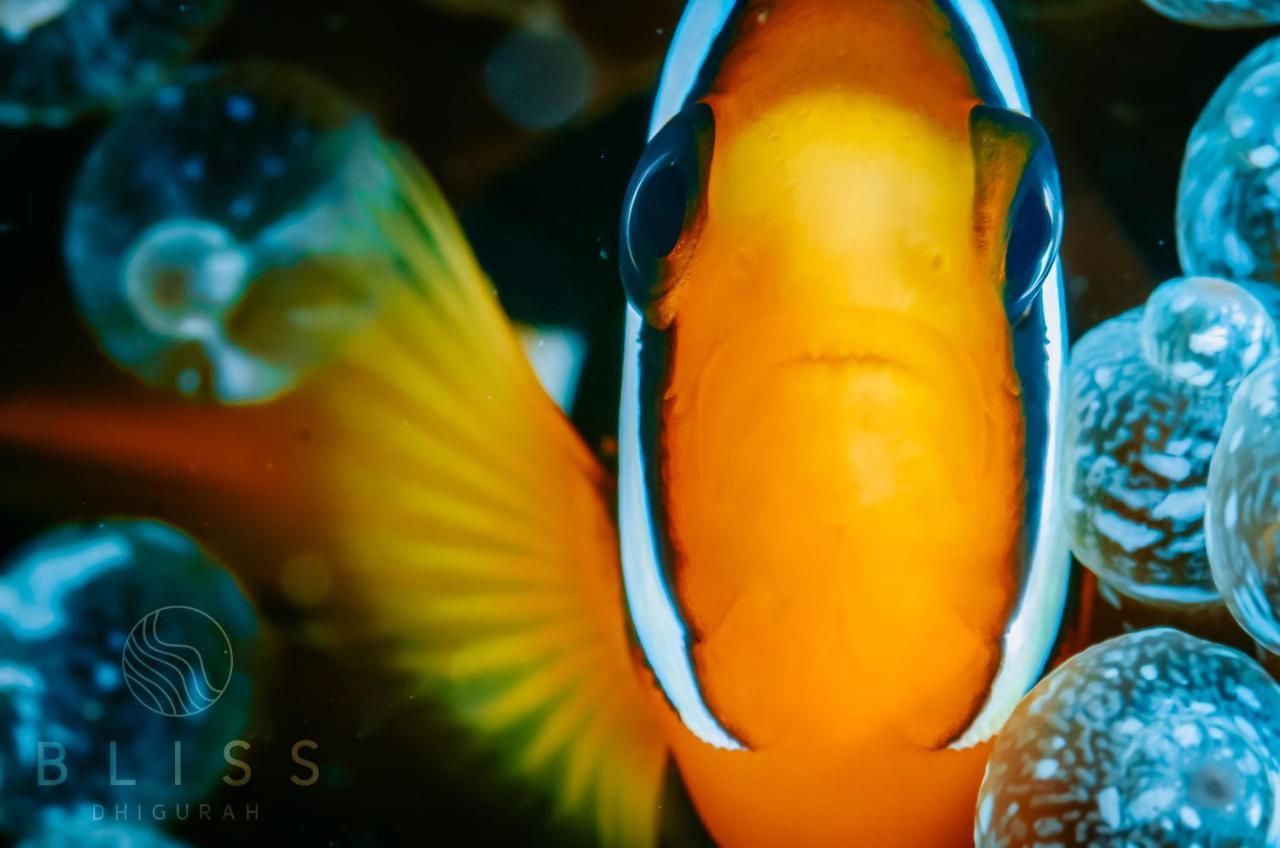 Отель Bliss Dhigurah Дигура Экстерьер фото